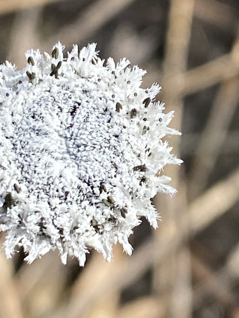 Flattened Pipewort