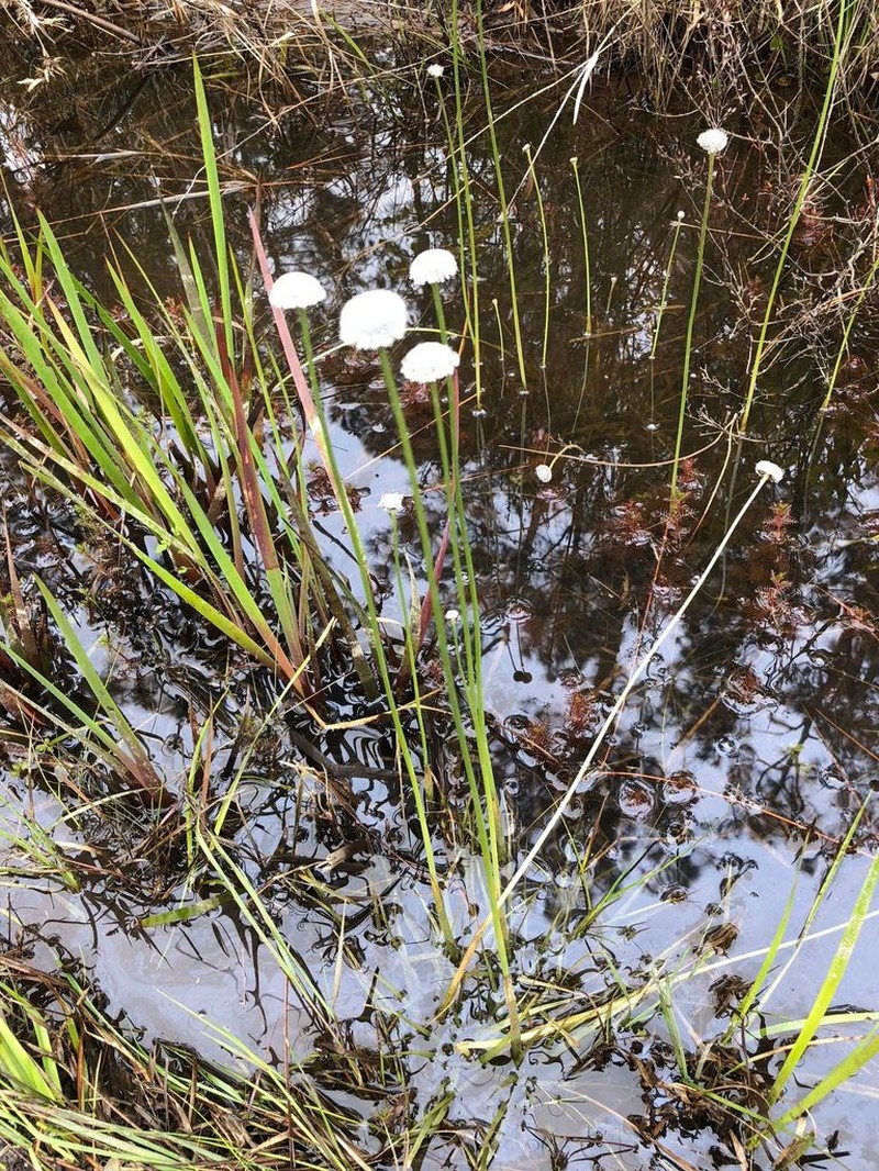 Flattened Pipewort photo 2