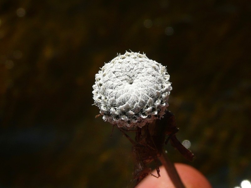 Flattened Pipewort photo 3