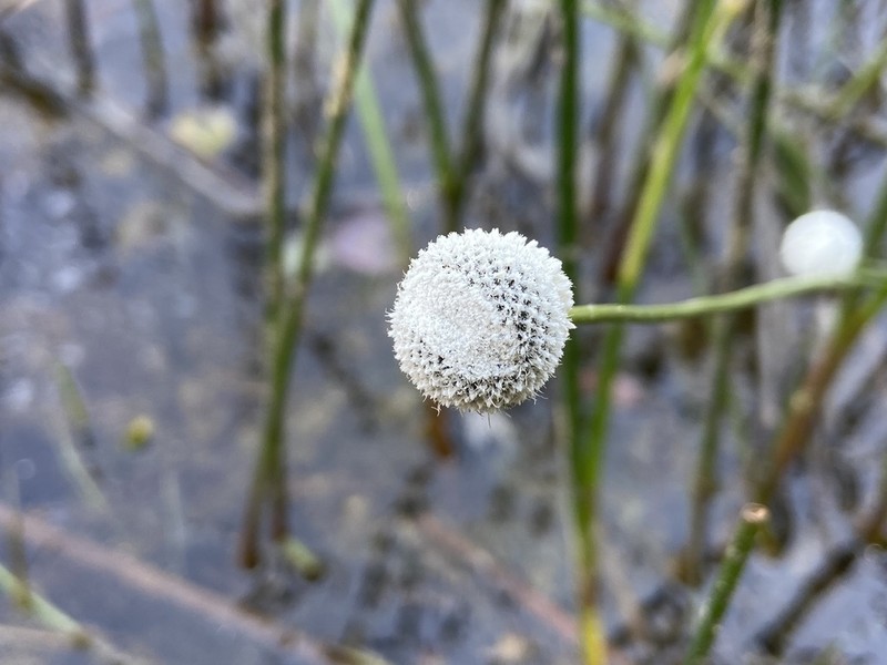 Flattened Pipewort photo 4