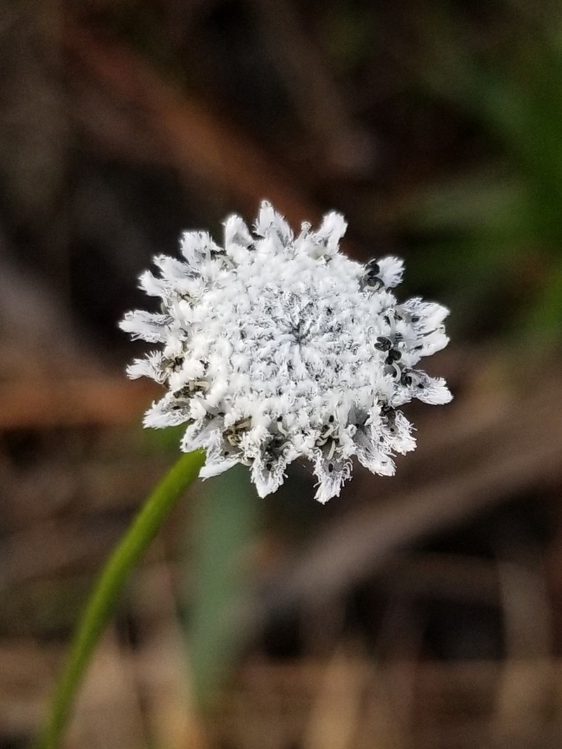 Flattened Pipewort photo 5