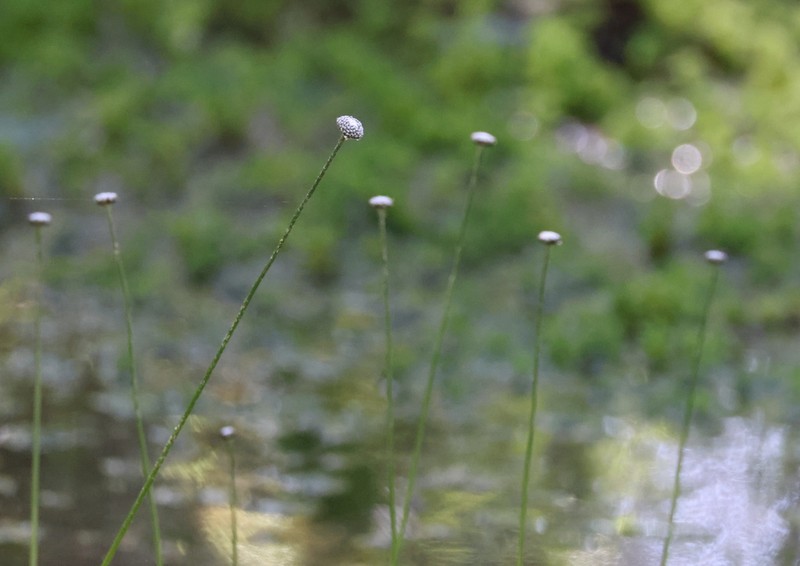 Flattened Pipewort photo 6