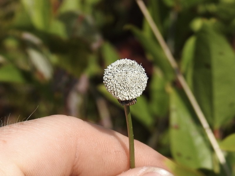 Flattened Pipewort photo 7