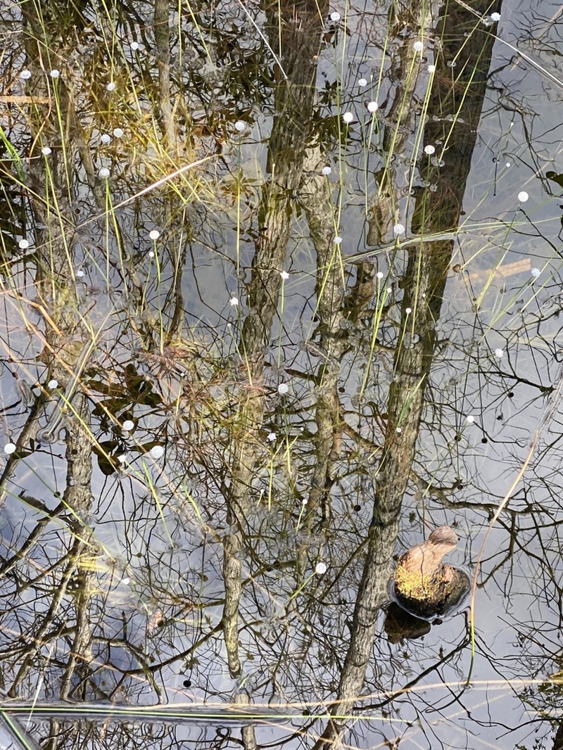 Flattened Pipewort photo 8