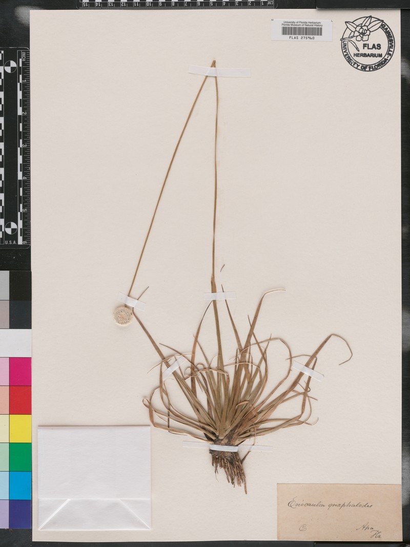 Eriocaulon compressum var. compressum