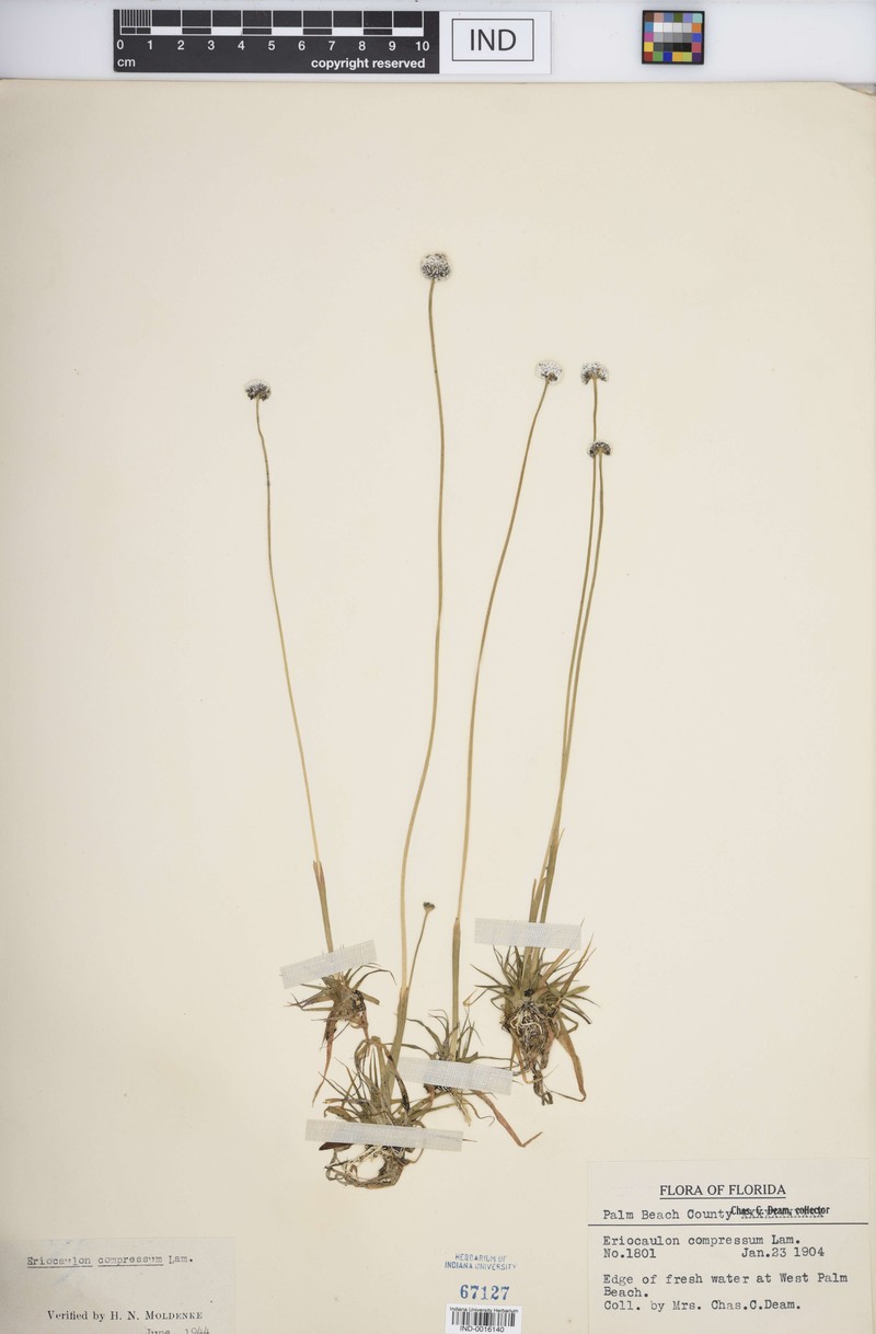Eriocaulon compressum var. harperi