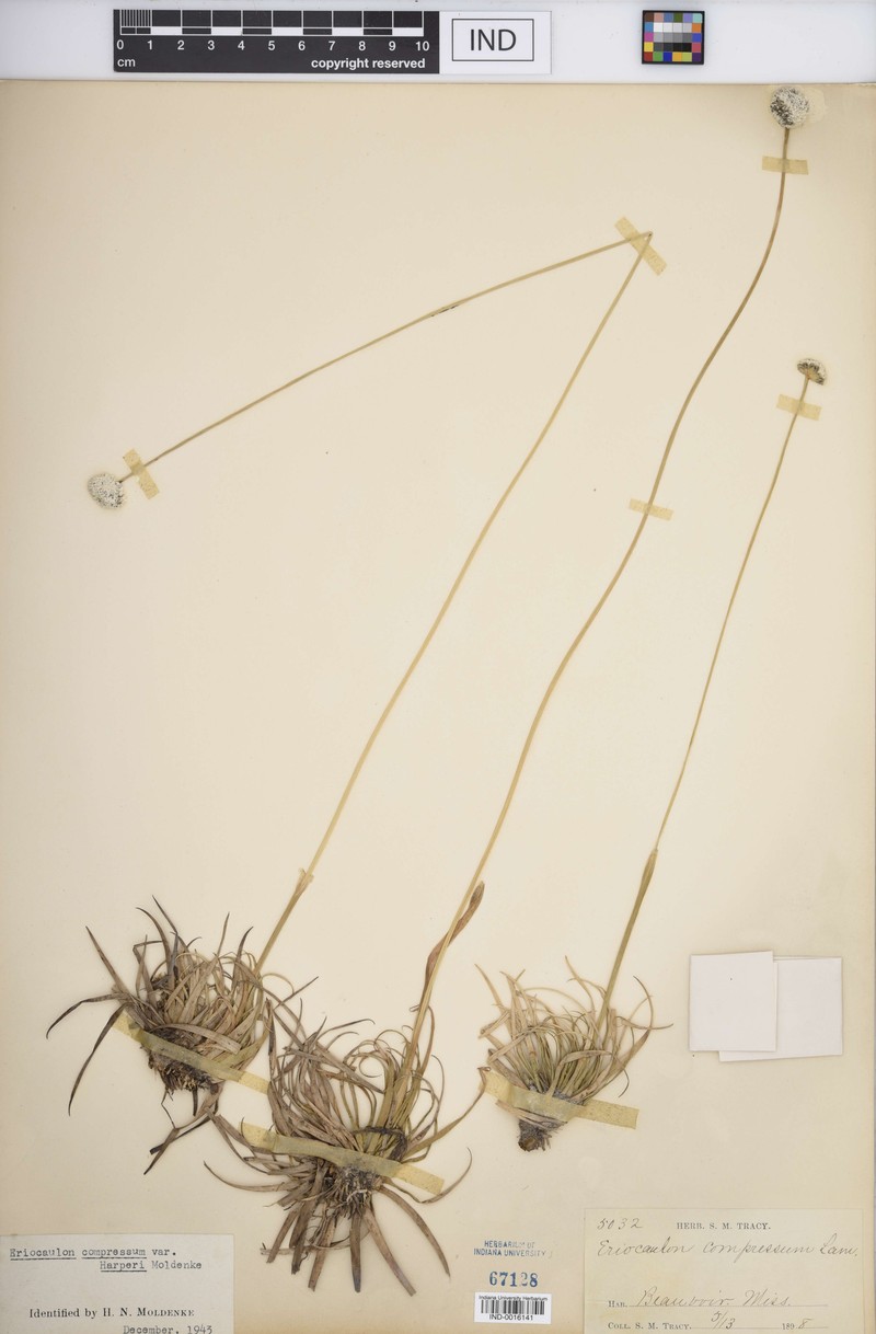 Eriocaulon compressum var. harperi photo 2