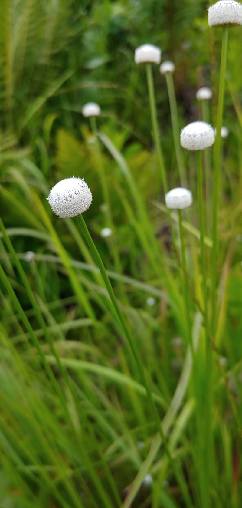 Tenangle Pipewort