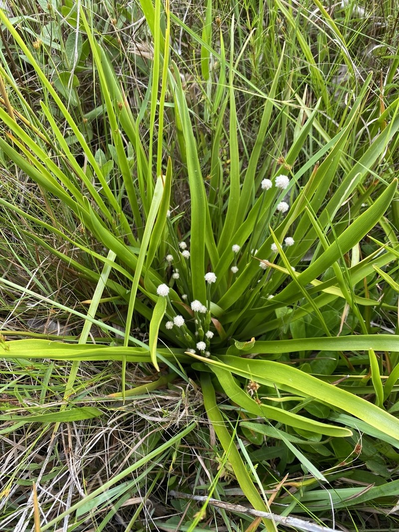 Tenangle Pipewort photo 2
