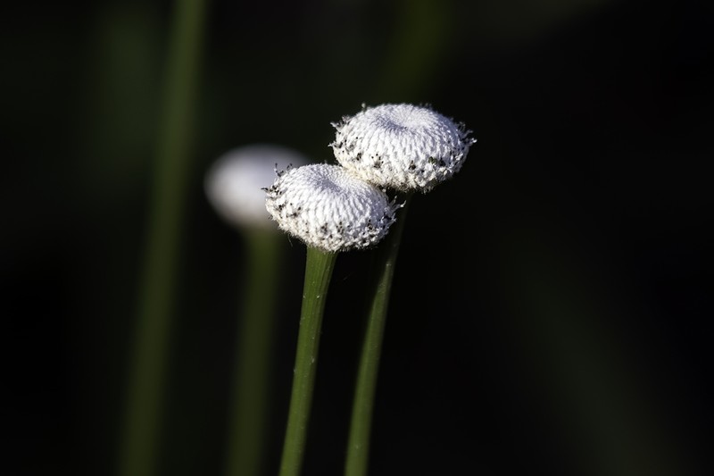 Tenangle Pipewort photo 3