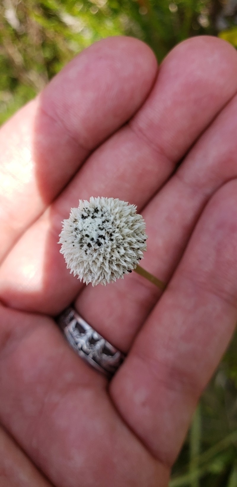 Tenangle Pipewort photo 4