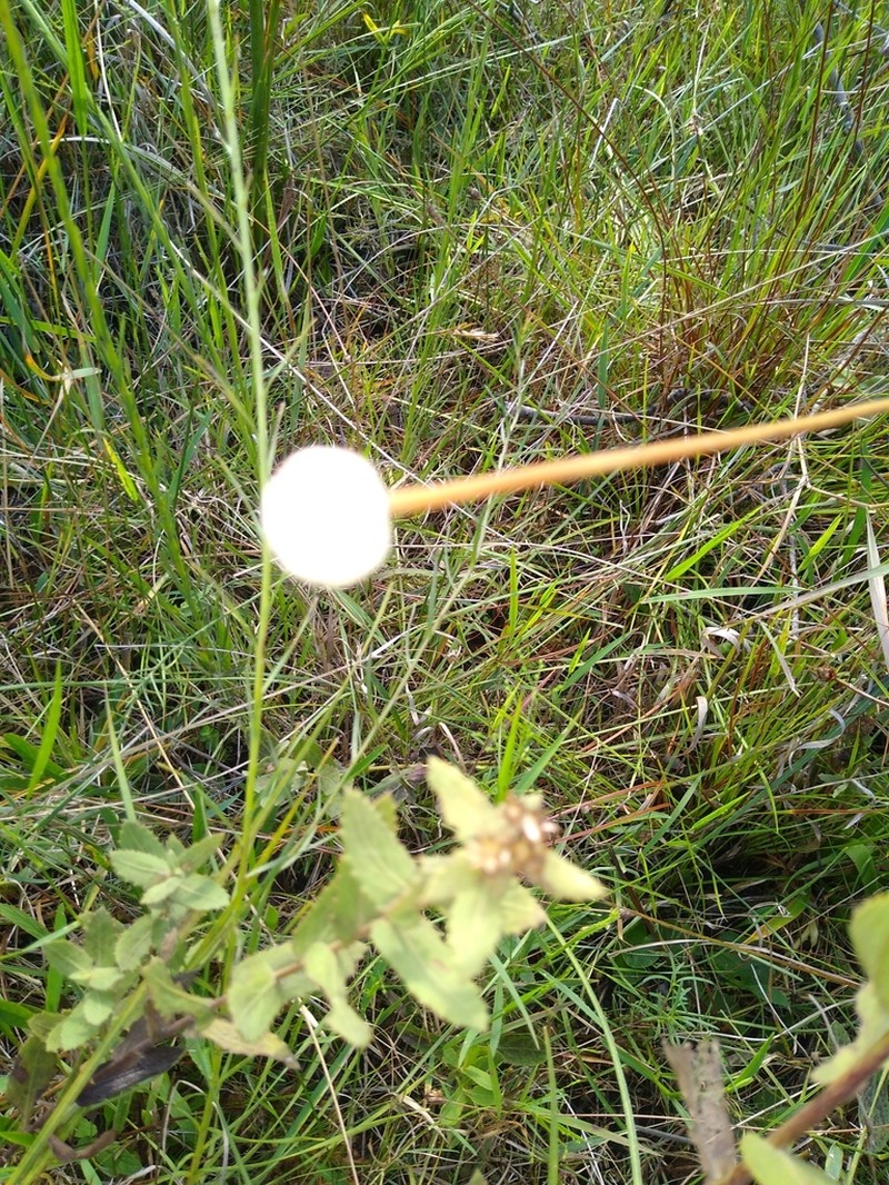 Tenangle Pipewort photo 5