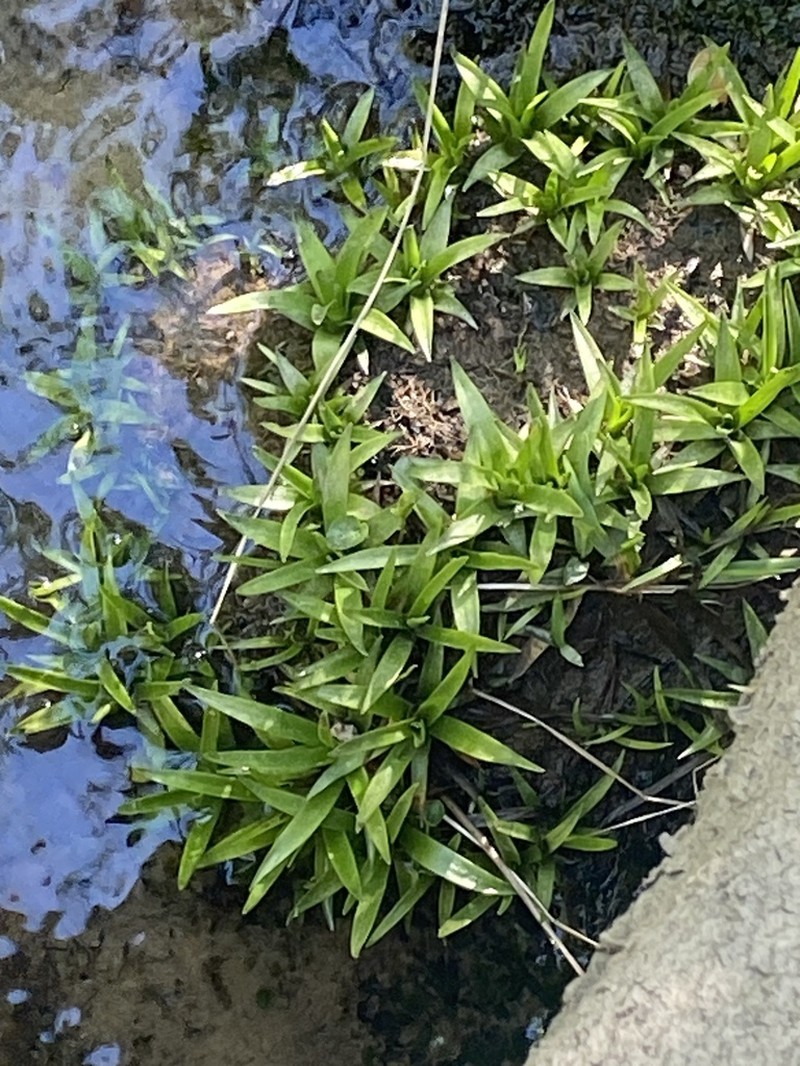 Tenangle Pipewort photo 6