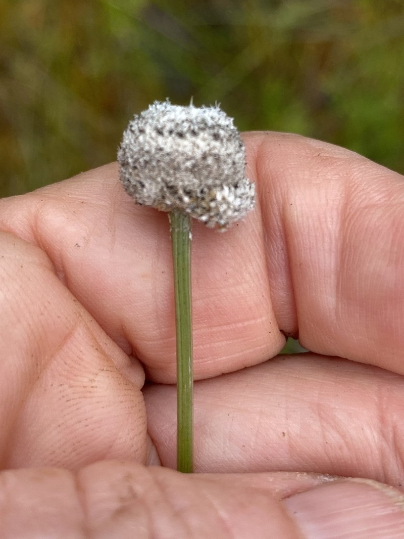 Tenangle Pipewort photo 7