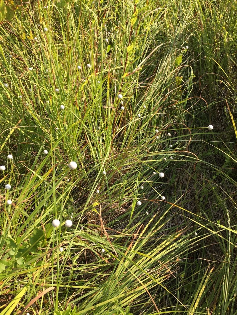 Tenangle Pipewort photo 8