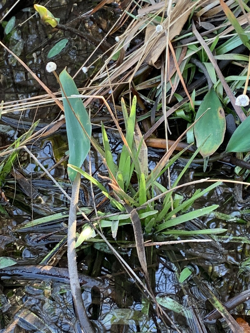 Eriocaulon decangulare f. latifolium