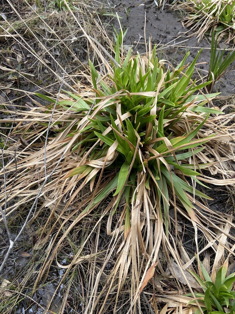 Eriocaulon decangulare f. latifolium photo 2