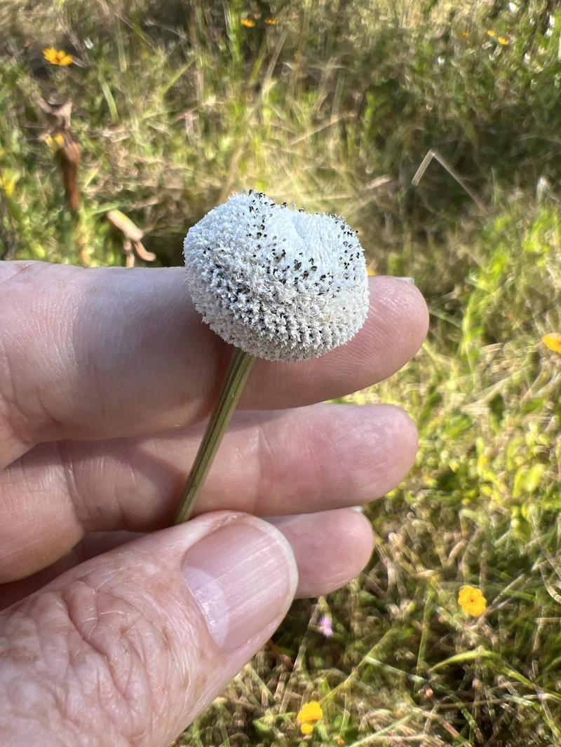 Eriocaulon decangulare f. latifolium photo 4