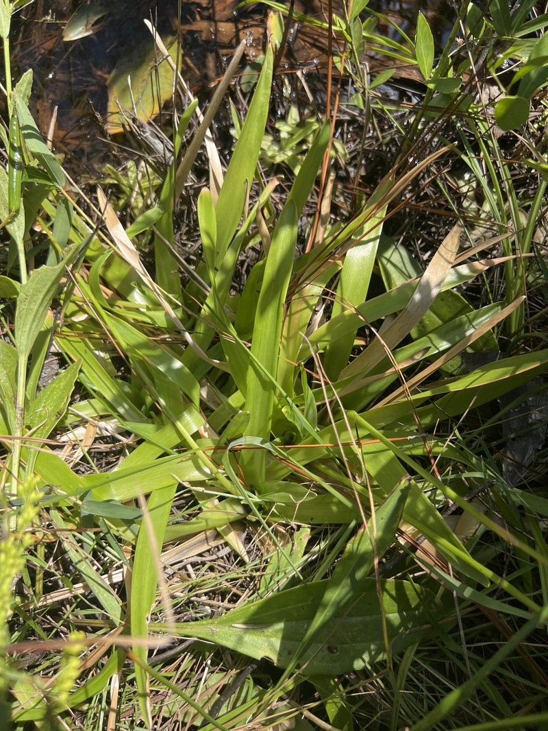 Eriocaulon decangulare f. latifolium photo 5