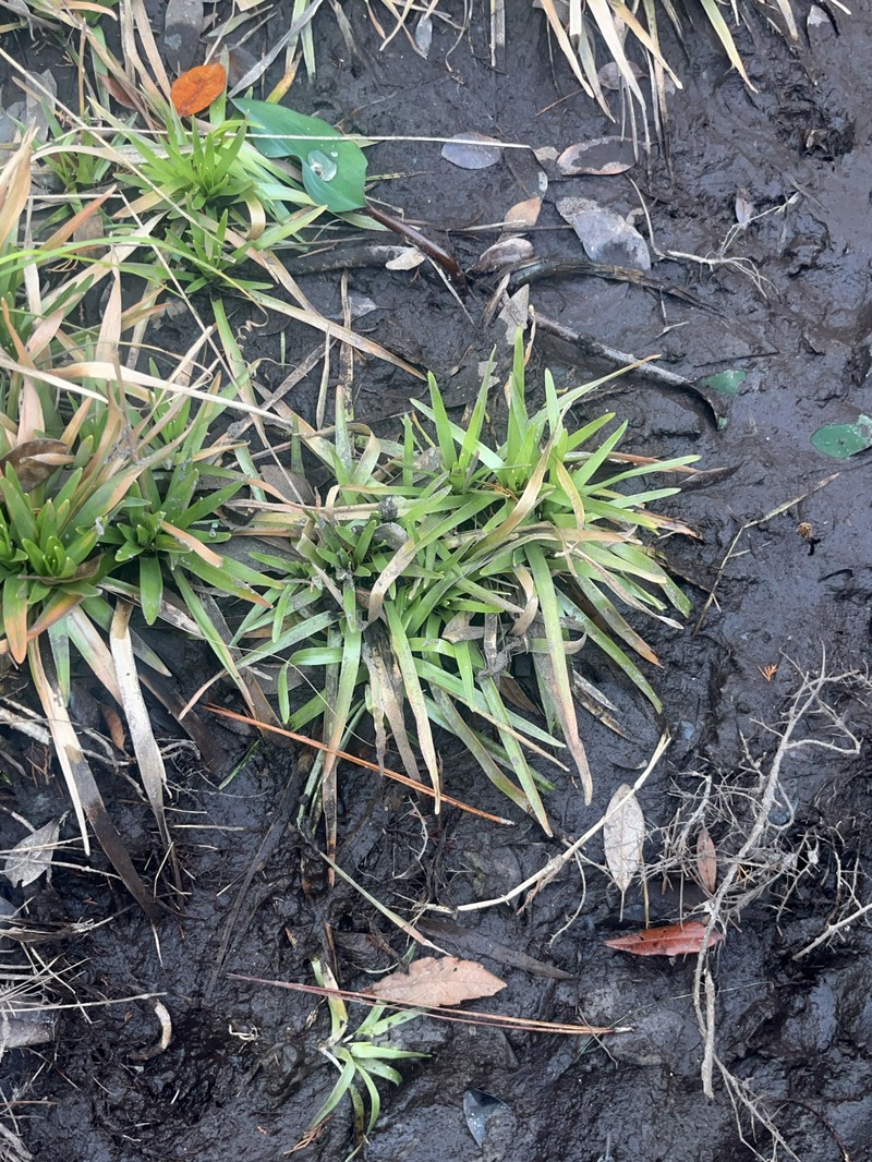 Eriocaulon decangulare f. latifolium photo 7