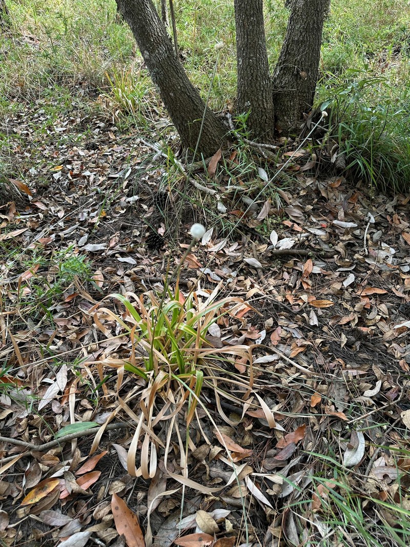 Eriocaulon decangulare f. latifolium photo 8