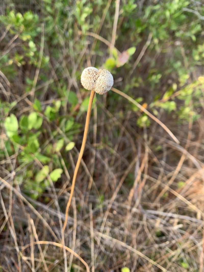 Pipewort