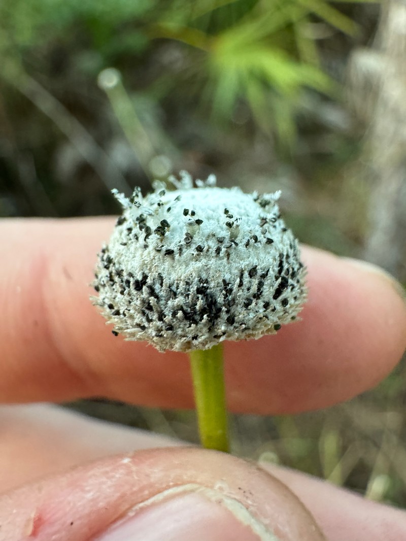 Pipewort photo 2