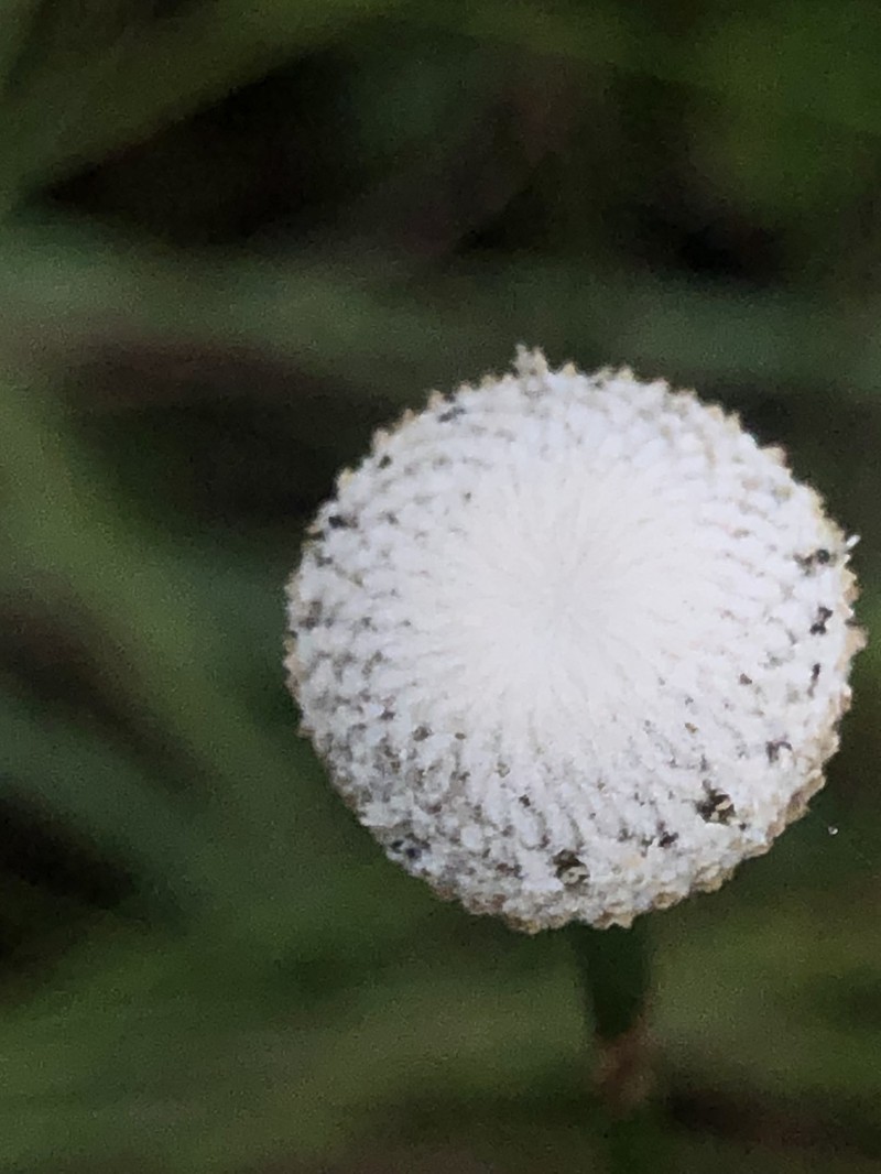 Pipewort photo 3