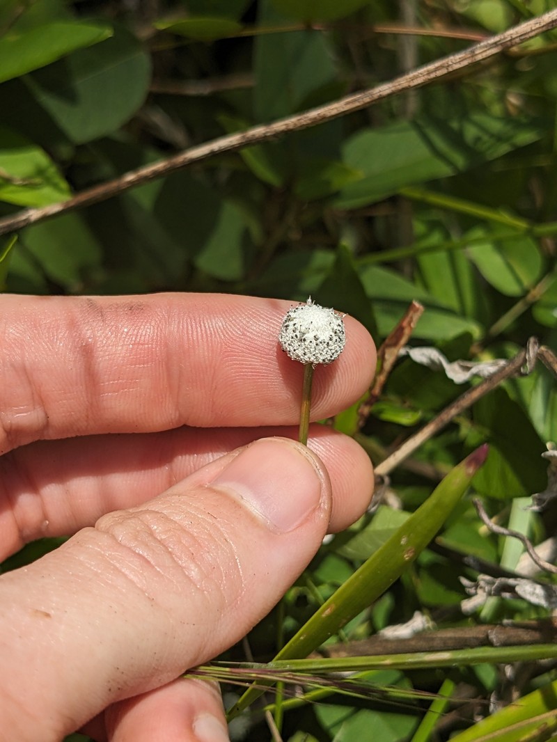 Pipewort photo 4