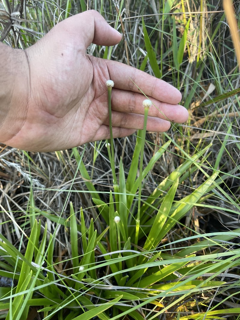 Pipewort photo 5