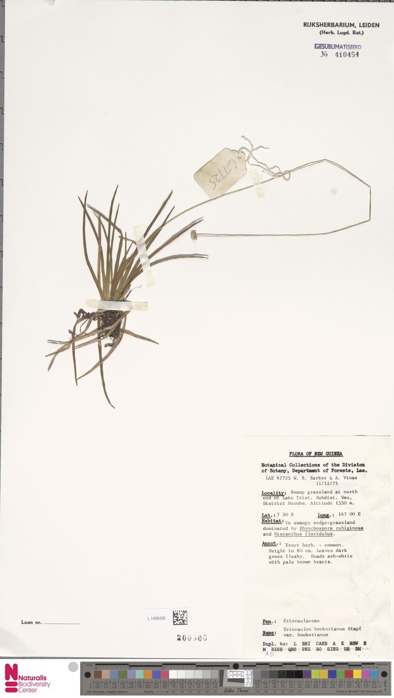 Eriocaulon hookerianum var. hookerianum