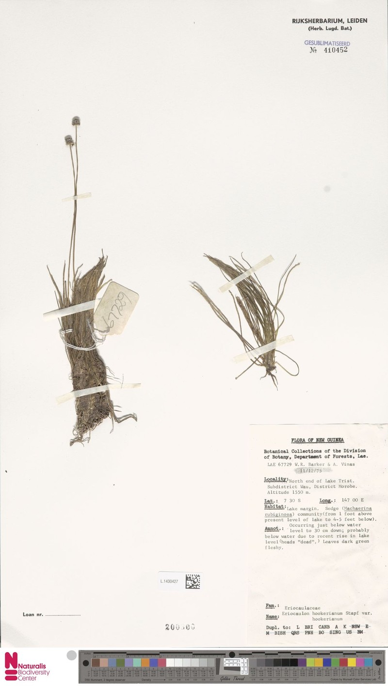 Eriocaulon hookerianum var. hookerianum photo 2