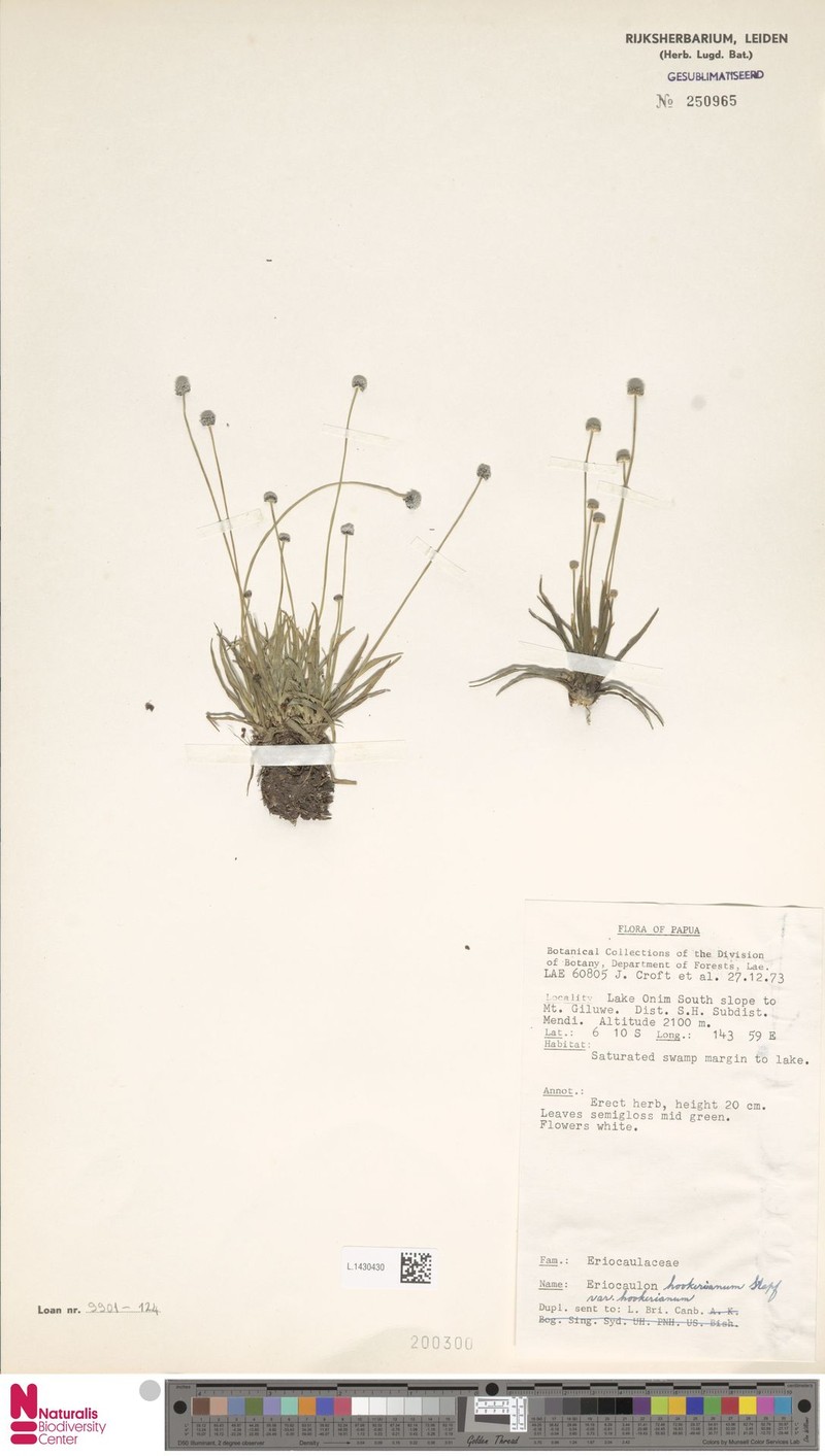 Eriocaulon hookerianum var. hookerianum photo 3