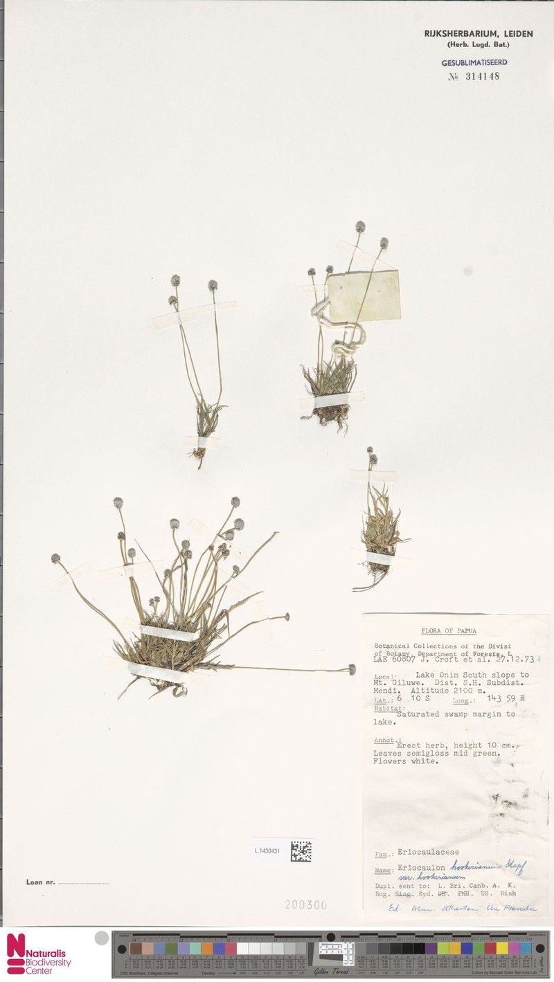 Eriocaulon hookerianum var. hookerianum photo 4