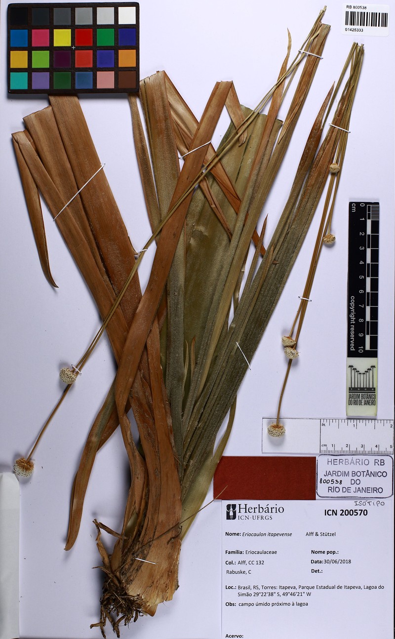 Eriocaulon itapevense