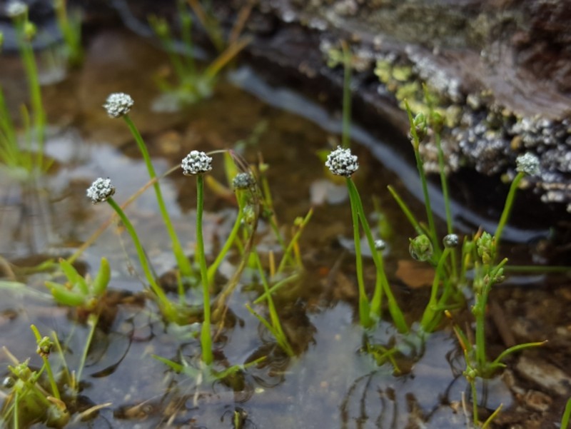Gulf Pipewort