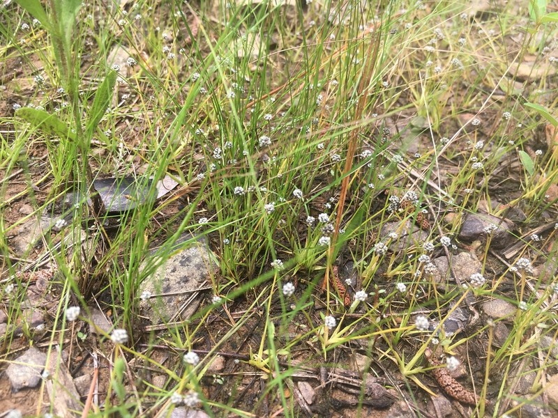 Gulf Pipewort photo 2