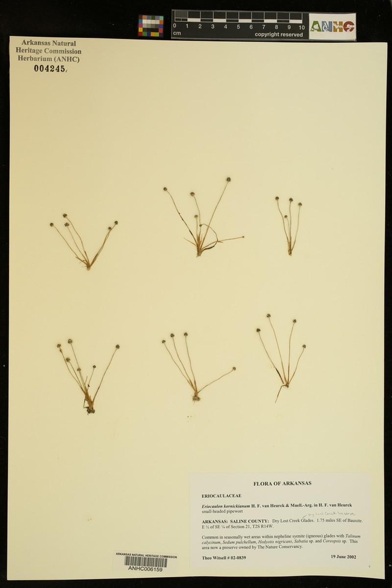 Gulf Pipewort photo 3