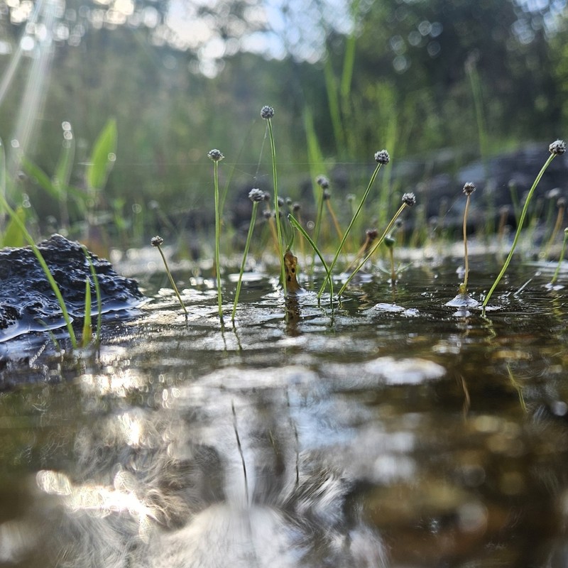 Gulf Pipewort photo 4