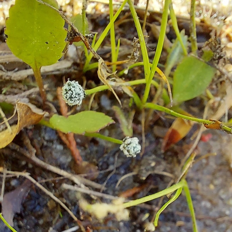 Gulf Pipewort photo 5