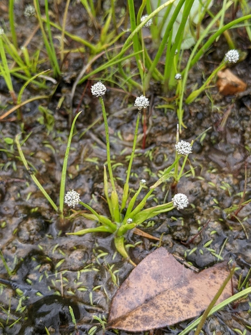 Gulf Pipewort photo 6