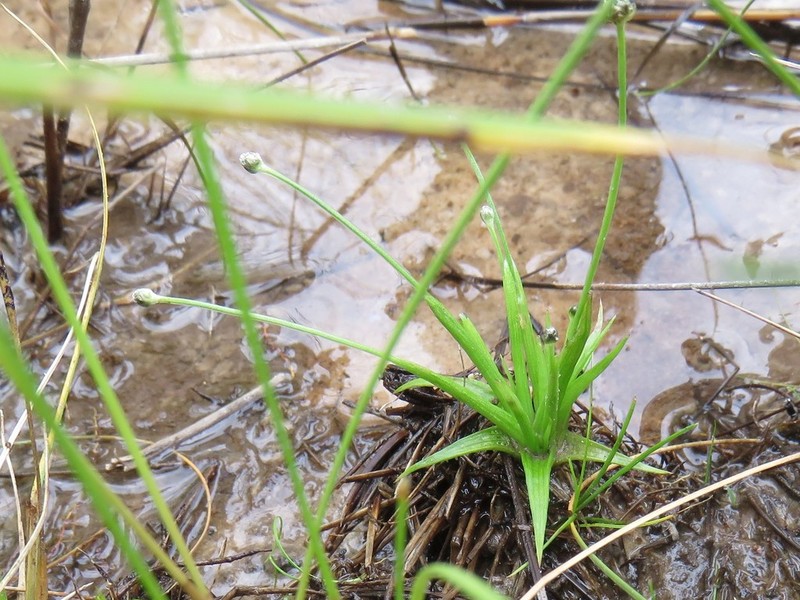 Gulf Pipewort photo 7