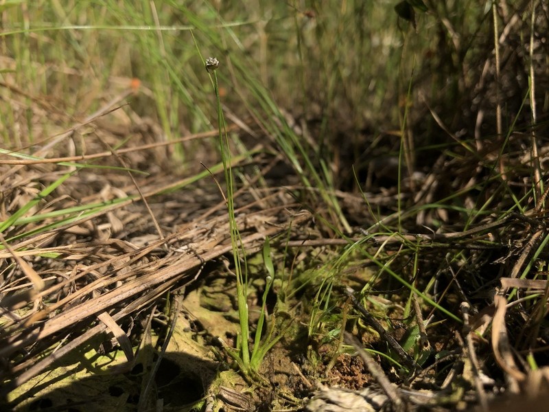 Gulf Pipewort photo 8