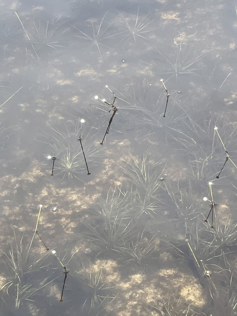 Narrow Pipewort