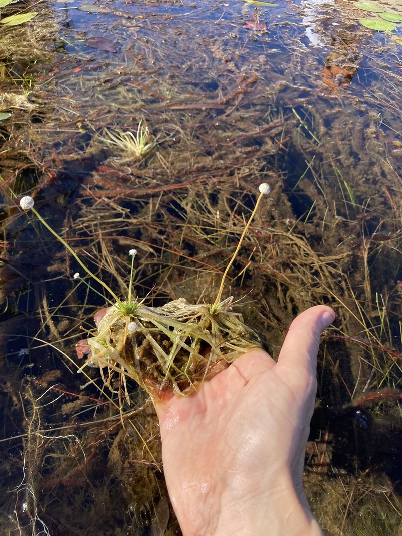 Narrow Pipewort photo 2