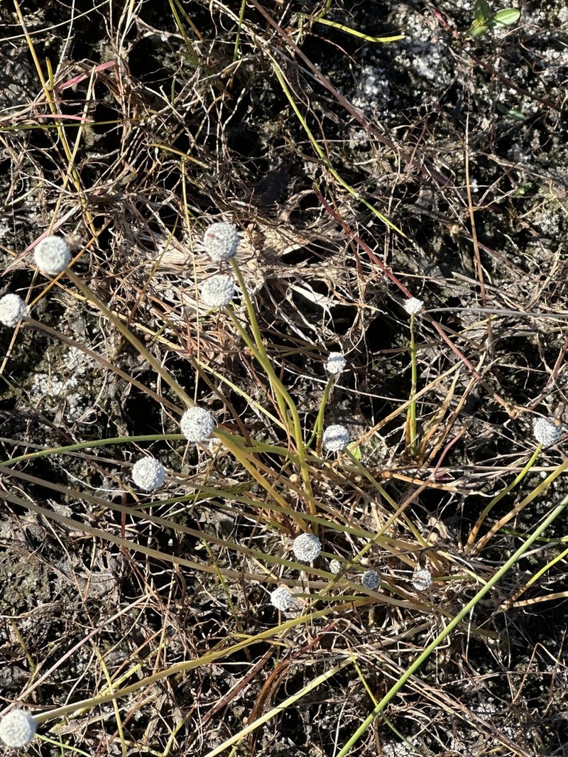 Narrow Pipewort photo 3