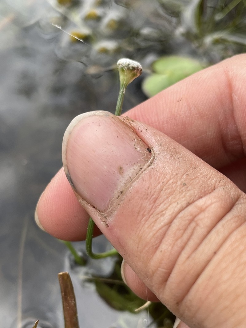 Narrow Pipewort photo 4