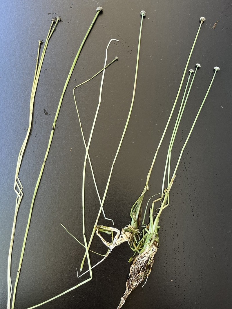 Narrow Pipewort photo 5