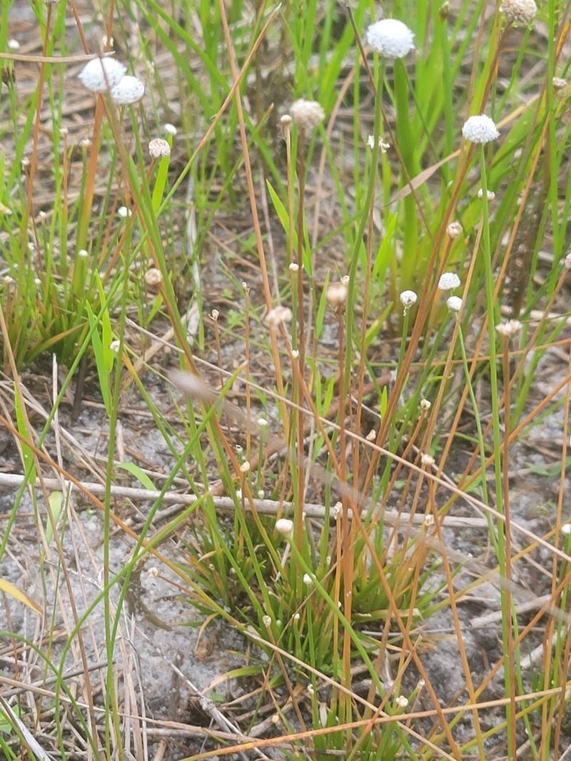 Narrow Pipewort photo 6