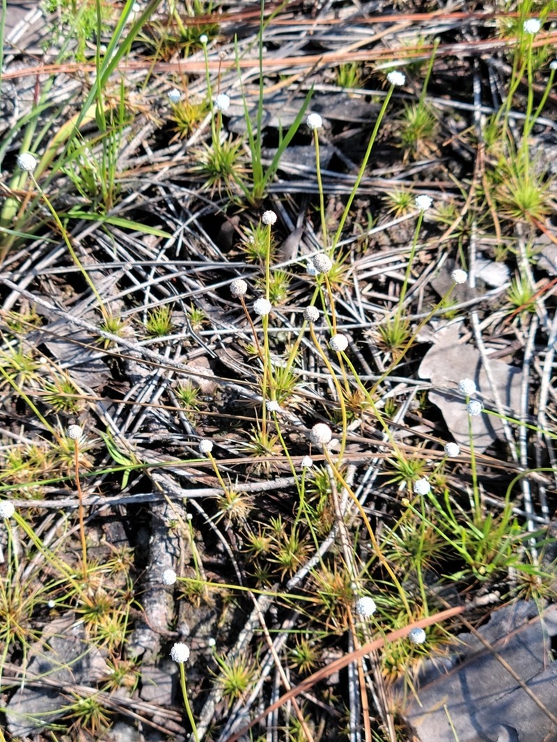 Narrow Pipewort photo 7